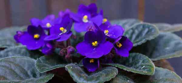 Mèche arrosant les plantes violet africaines