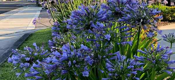 Planta de Agapanthus cómo cuidar el lirio africano azul del Nilo