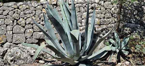 Tumbuhan abad tumbuh dan menjaga agave americana