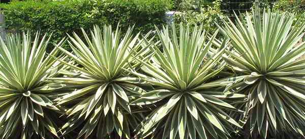 Info agave angustifolia cara tumbuh dan merawat agave Karibia