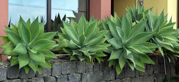 Bagaimana untuk menjaga Agave Attenuata | Foxtail Agave