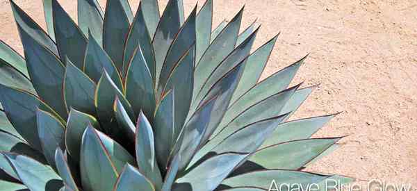 Apprenez la croissance et les soins de la lueur bleue d'agave