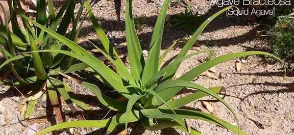 Cara merawat agave bracteosa yang menumbuhkan cumi -cumi agave