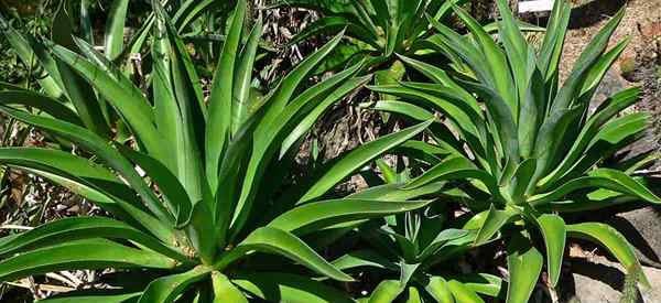 Tumbuh agave desmettiana belajar petua penjagaan untuk agave yang lancar