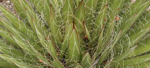 Agave Filifera Cuidado Crescendo plantas de agave de borda fios