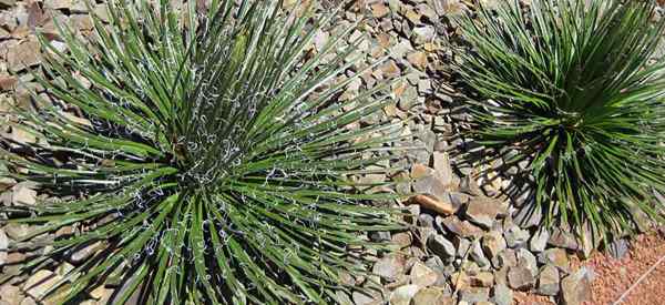 Agave de flores gemelas y cuidado de agave geminiflora