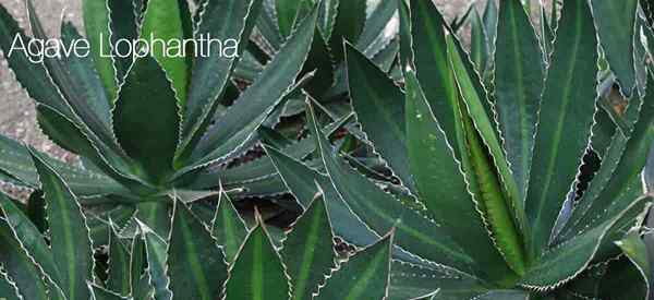 Agave Lophantha Care Tips Tumbuh Tanam quadricolor Agave