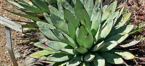 Agave Macroacantha [agave berduri hitam] tumbuh dan peduli