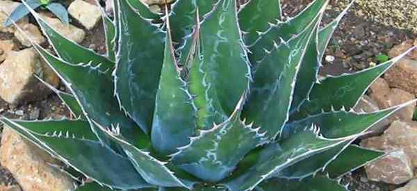 Agave Montana se soucie de la culture de l'agave de montagne