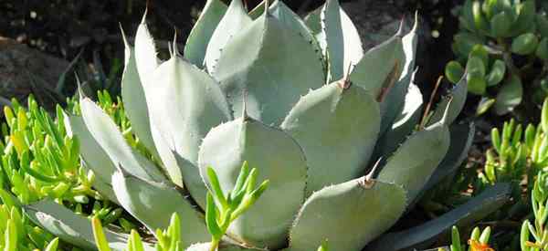 Conseils sur les soins Agave ovatifolia