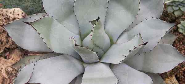 Est la plante d'agave toxique ou toxique?