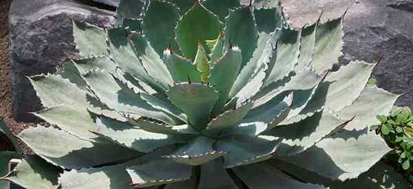 Plantas de agaves de agaves em crescimento como cuidar da agave borboleta