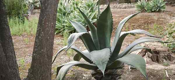 Cómo cuidar las plantas de salmiana agave