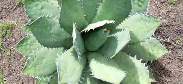 AGAVE TITANOTA COMO CRESCIME