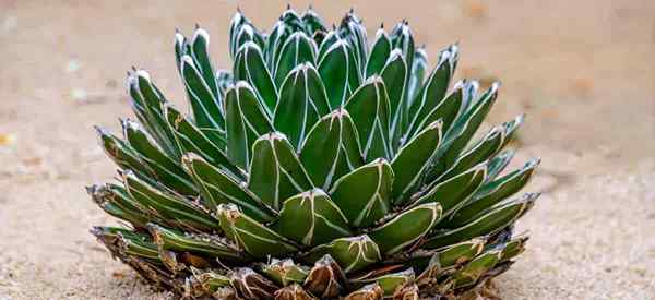 Königin Victoria Agave Care Anbau Agave Victoriae-Reginae