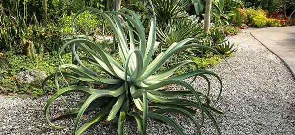 Agave Vilmoriniana Care | Menumbuhkan gurita agave