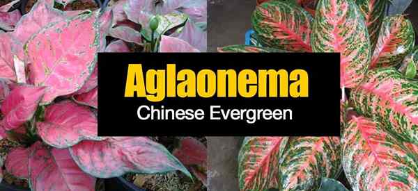 Chinois à feuilles persistantes et aux soins aglaonema)