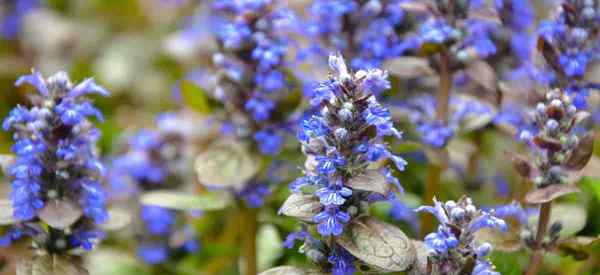 Reptans em crescimento de Ajuga cuidando da tampa do solo perene de corneta de corneta