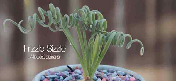 Frizzle Sizzle Lernen Sie zu wachsen und für Albuca spiralis zu sorgen