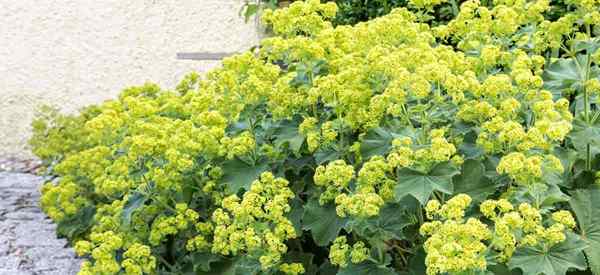 Cuidados de plantas do manto de Lady e Alchemilla Mollis em crescimento no jardim