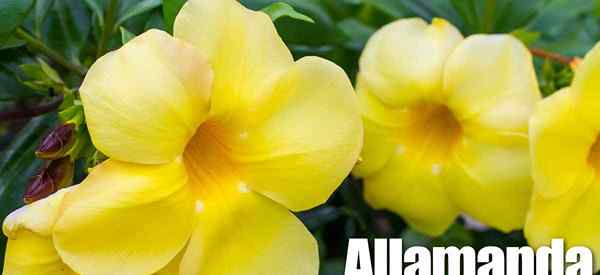 Allamanda Plant Cuidado Criando o trompete dourado da beleza