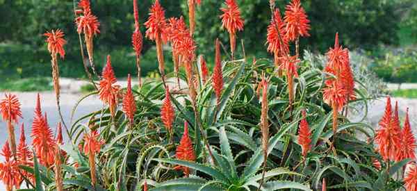 Aloe Arborescens Pflanze, die Candelabra Aloe wachsen und betreuen