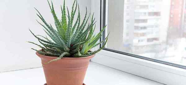 Aloe Aristata Care Tips zwiększając koronkowy aloes