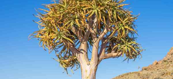 Crescendo e cuidando da árvore aloe barberae