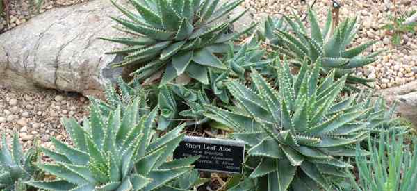 Cómo cuidar el aloe brevifolia (aloe de hojas cortas)