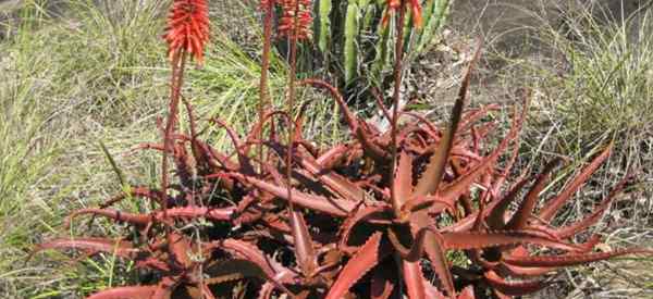 Aloe Cameronii Care Conseils sur la culture de l'aloès rouge