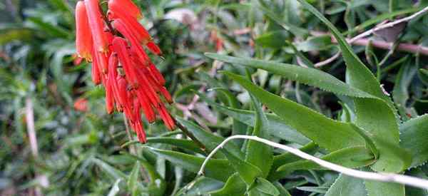 Pflege und wachsende Aloe Ciliaris