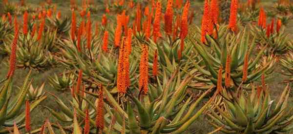 Wie man sich um Aloe Ferox kümmert