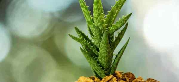 Aloe Juvenna Care Tips Tumbuh Tanam Tiger Tigh Tigh