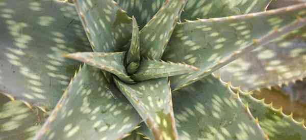 Cómo cuidar las plantas de aloe maculata