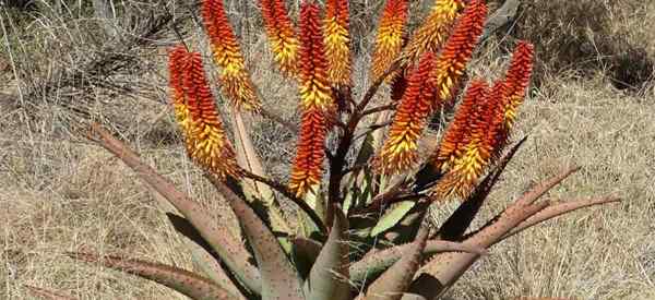 Wie man sich für Aloe Marlothii (Mountain Aloe) kümmert