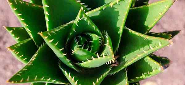 Como crescer e cuidar de Aloe Nobilis (Aloe de dente de ouro)