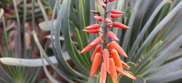 Aloe plucatilis, jak rosnąć i dbać o aloes fanów