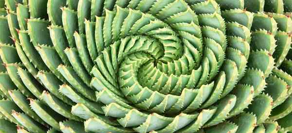 Aloe Polyphylla Care Conseils cultivant l'aloès en spirale