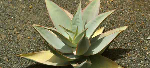 Anbau von Aloe Striata -Pflanzen, die sich um Korallen Aloe kümmern