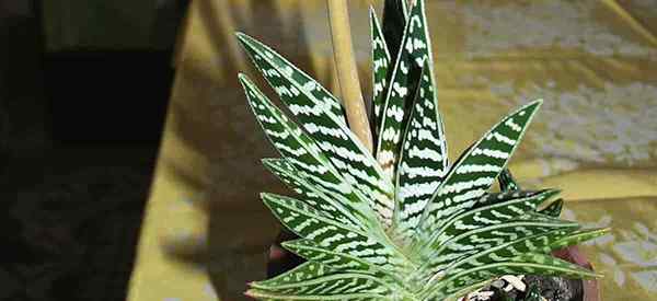 Aloe Variegata soin de la façon de cultiver la perdrix poitrine tigre aloe