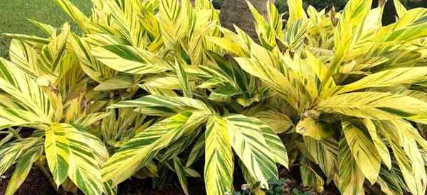 Wie man Alpinia Zerumbet Variegata anbaut