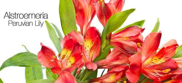 Lily péruvien se soucie de la croissance des Alstroemeria