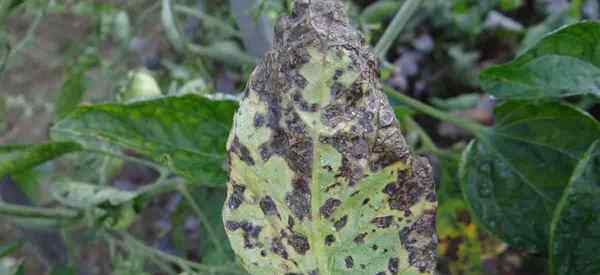 Alternaria punto de hoja ¿Qué es y cómo controlar Alternaria?