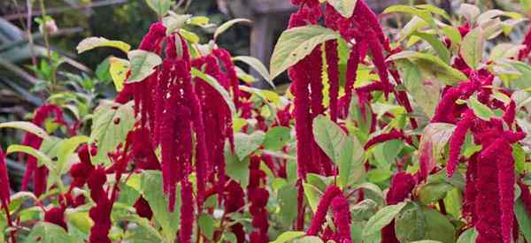 Amaranthus caudatus Care Tips uprawia uwielbia kłamstwa krwawiące roślina