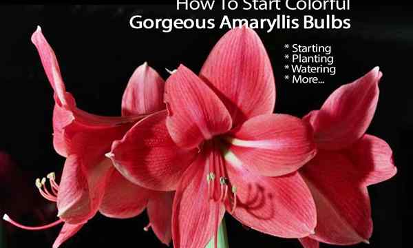 Tanaman Amaryllis Sesiapa sahaja boleh menanam mentol amaryllis