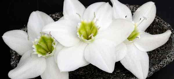 Amazon Lily Plant Comment s'occuper de l'Eucharis Lily