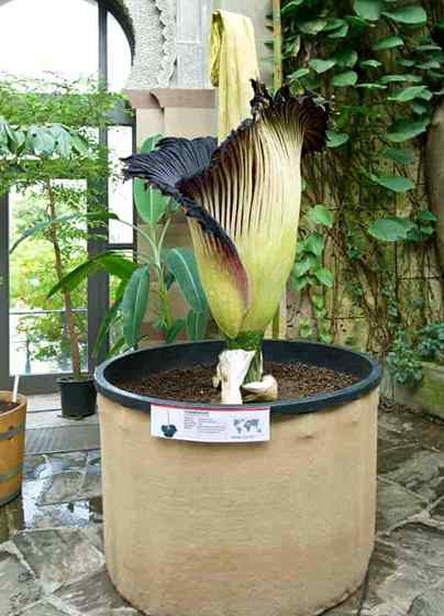 Crescendo a maior flor do mundo a flor de cadáver (amorphophallus)