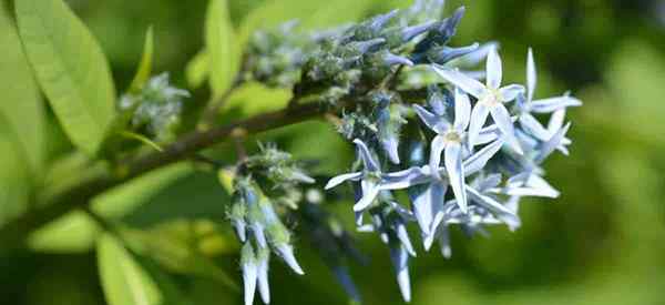 Amsonia tabernaemontana crescendo e cuidando das plantas azuis da estrela