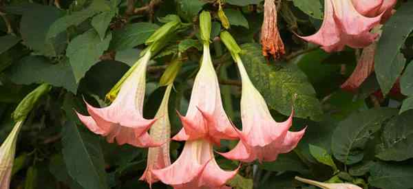 Są trugowskie lub toksyczne trąbki Brugmansia?