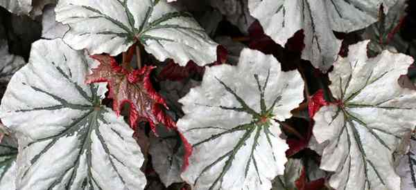 Angel Wing Begonia Conseils sur la culture de la suspension colorée